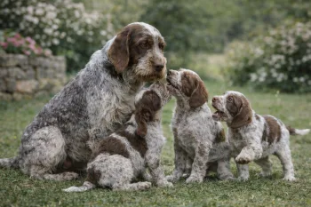 Chien : Prix d'un Spinone