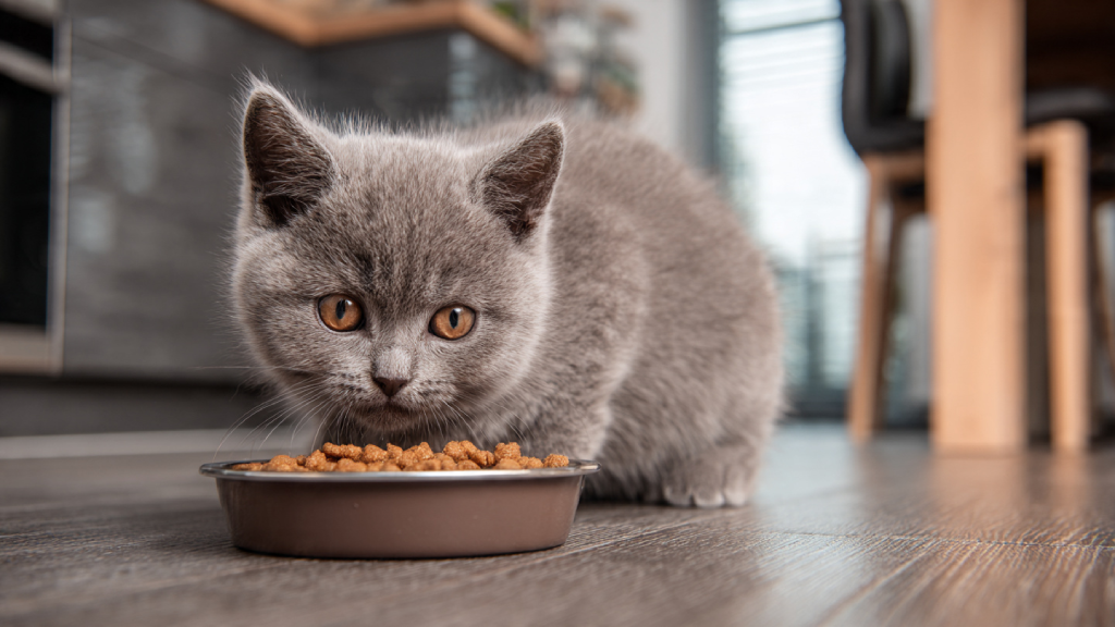Chaton British Shorthair en train de manger des croquettes dans une gamelle posée au sol dans une cuisine.