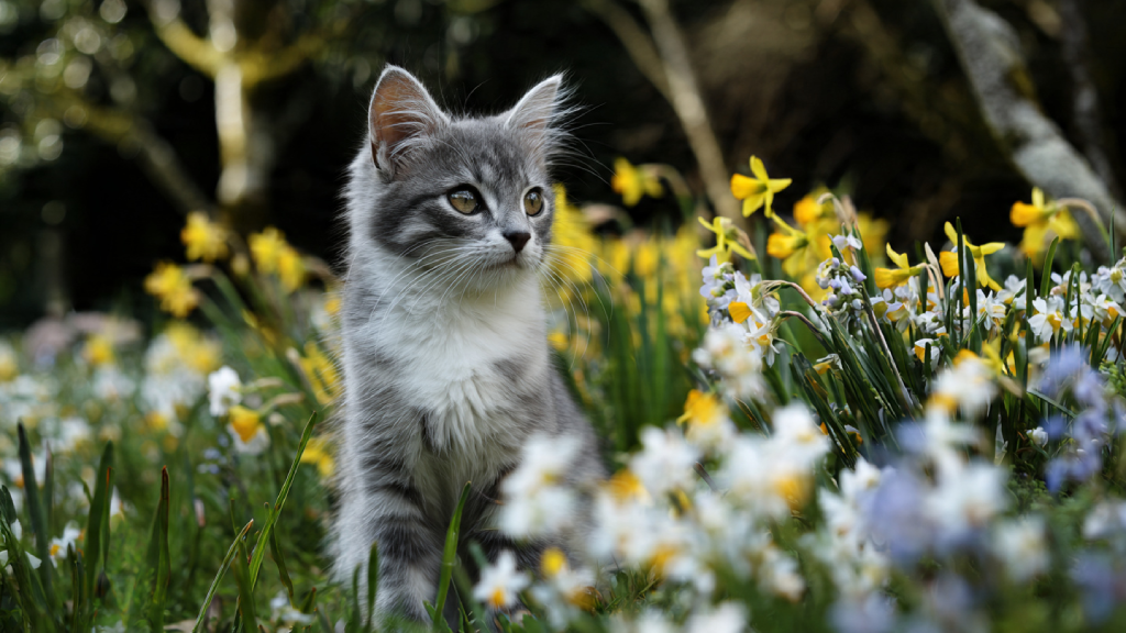 Chaton gris explorant un jardin fleuri au printemps, illustrant la curiosité naturelle des jeunes chats.