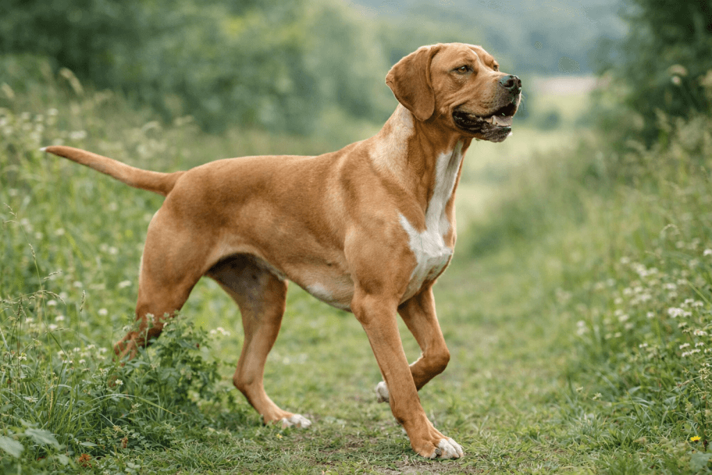 Chien : Photo d'un Chien d'Arrêt Portugais