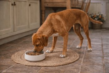 Chien : Un Chien d'Arrêt Portugais qui mange des croquettes
