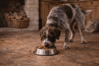 Chien : Un Griffon Korthals qui mange des croquettes