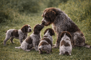 Chien : Prix d'un Griffon Korthals