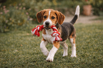 Chiot : Photo d'un Harrier