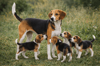 Chien : Prix d'un Harrier