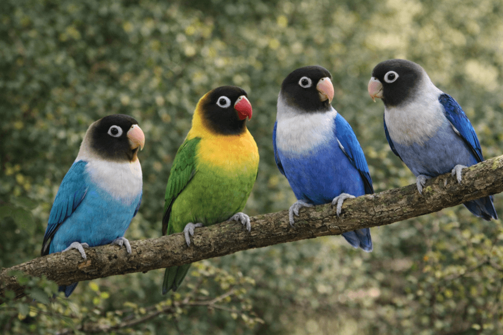 Inséparable Masqué : Photo d'un oiseau