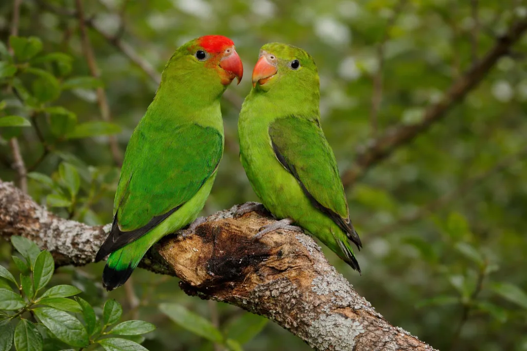 Inséparable d’Abyssinie : Photo d'un oiseau