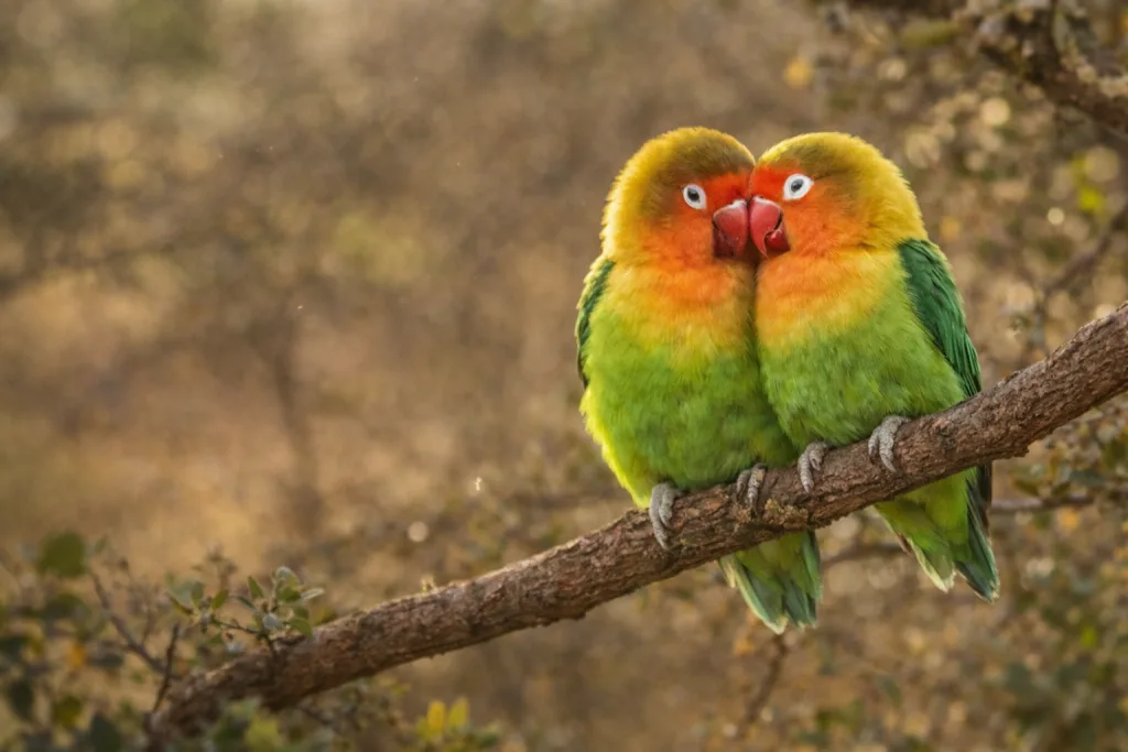 Inséparable de Fischer : Photo d'un oiseau