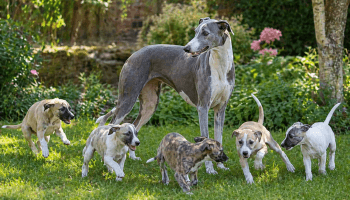 Chien : Prix d'un Lévrier Hongrois