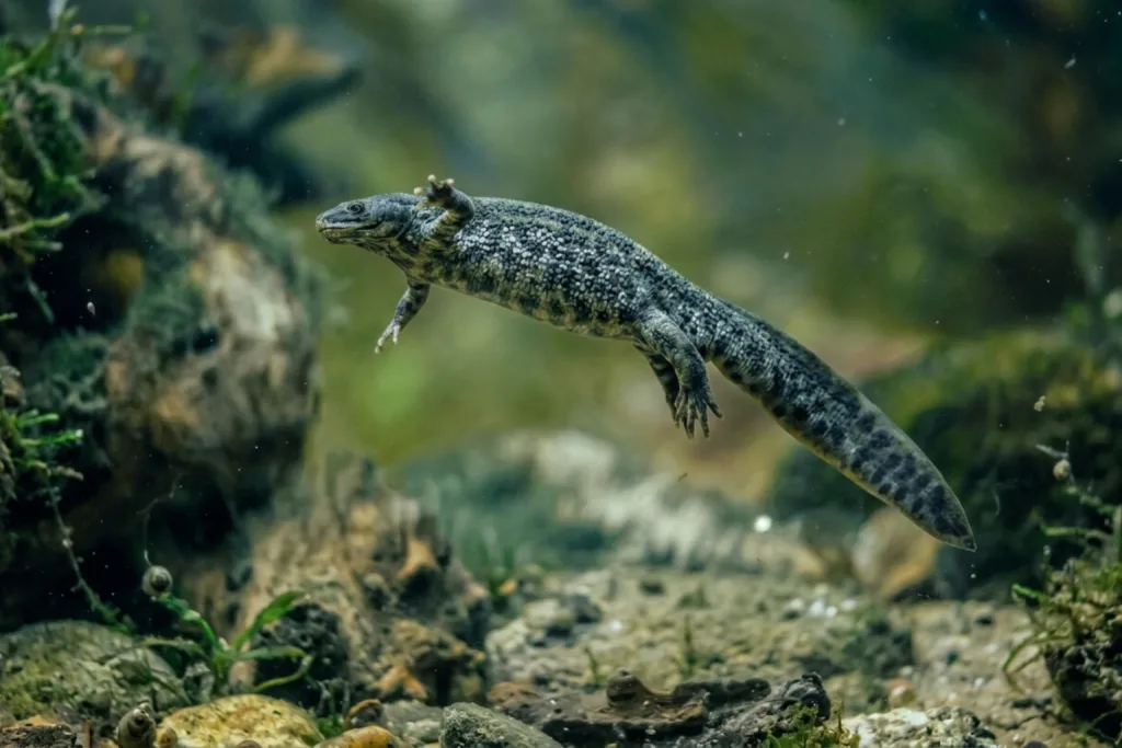 Pleurodèle de Waltl (Pleurodeles Waltl) : Photo d'un amphibien