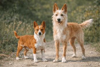 Chien : Photo d'un Podengo Portugais