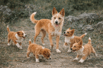 Chien : Prix d'un Podengo Portugais