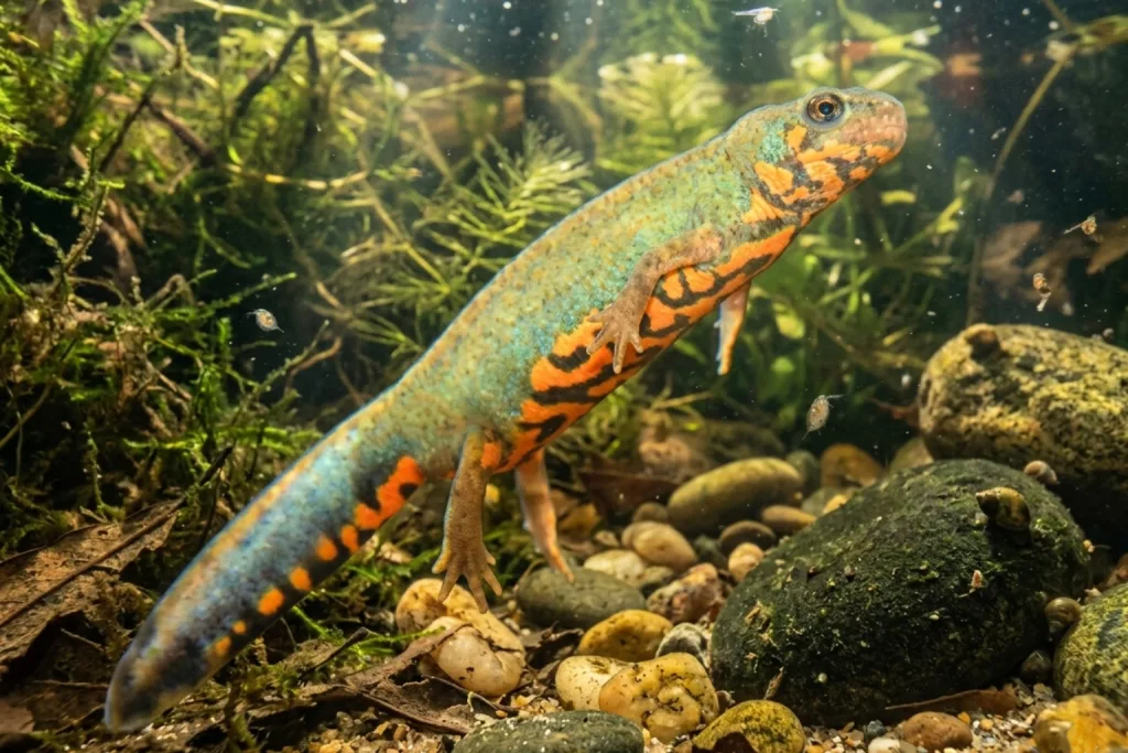 Triton Cyanuré (Cynops Cyanurus) : Photo d'un amphibien