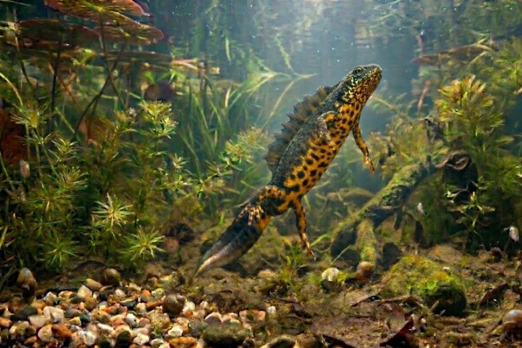 Triton des Balkans (Triturus Karelinii) : Photo d'un amphibien