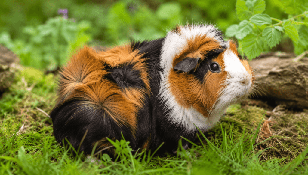 Abyssinien (Rosette) : Photo d'un cochon-d-inde