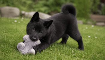 Chiot : Photo d'un Chien d'Élan Norvégien Noir