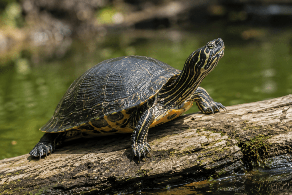 Emyde à Cou Rayé : Photo d'un tortue