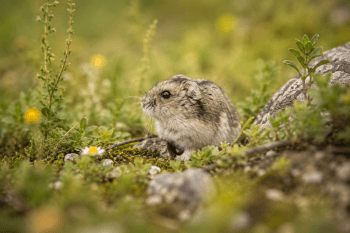 Hamster Chinois