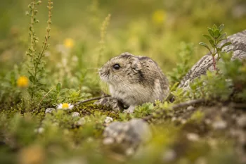 Hamster Chinois