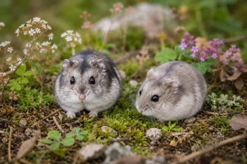 Hamster Russe (Nain Russe)