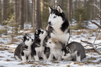 Chien : Prix d'un Husky de Sibérie