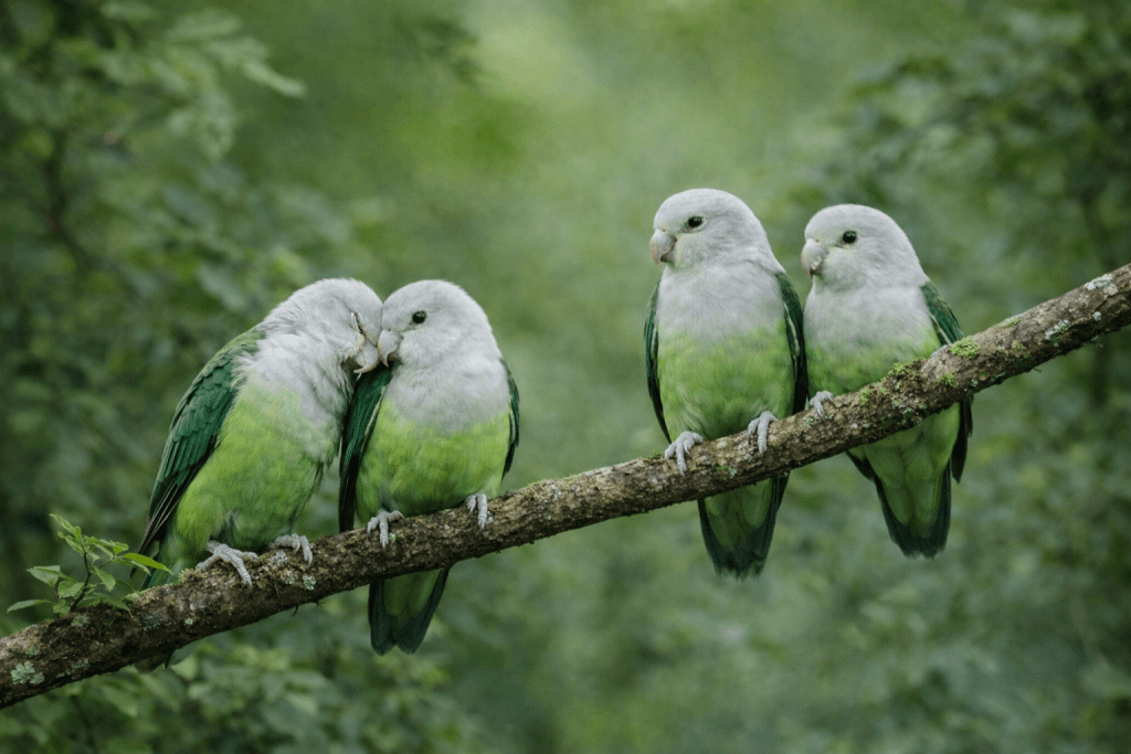 Inséparable à Tête Grise : Photo d'un oiseau