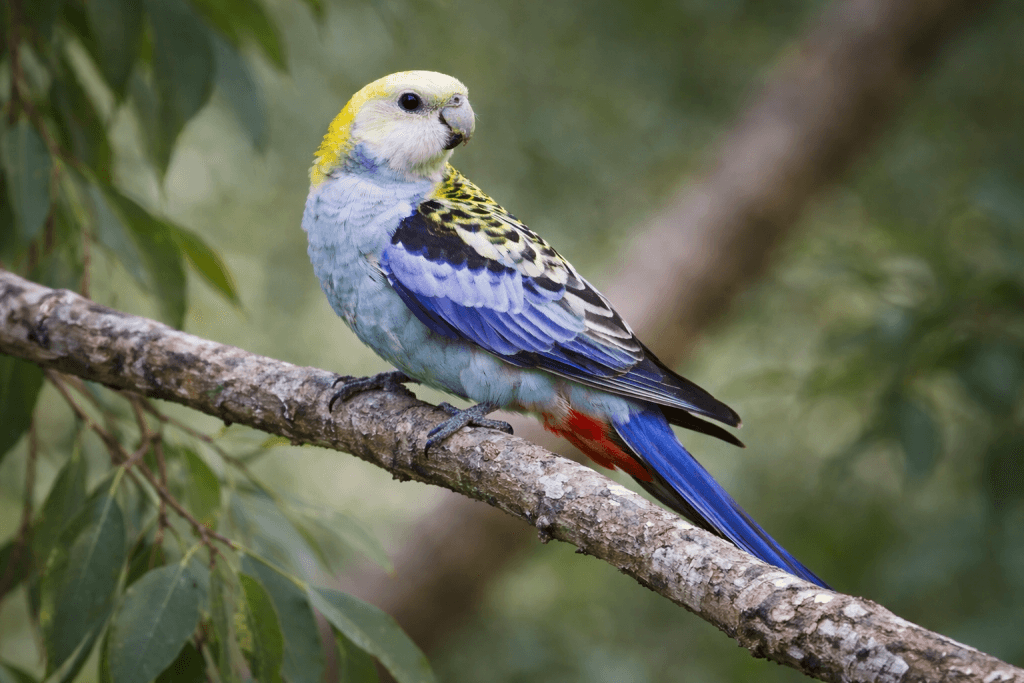Perruche à Tête Pâle : Photo d'un oiseau