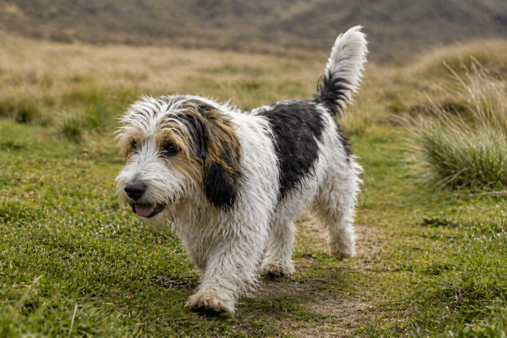 Chien : Photo d'un Petit Basset Griffon Vendéen