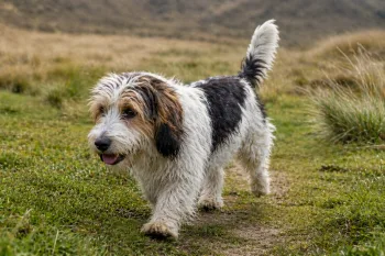 Petit Basset Griffon Vendéen