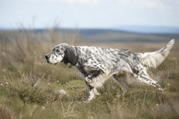 Chien : Photo d'un Setter Anglais