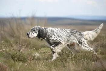 Chien : Photo d'un Setter Anglais
