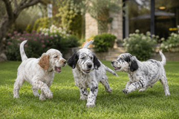 Chiot : Photo d'un Setter Anglais