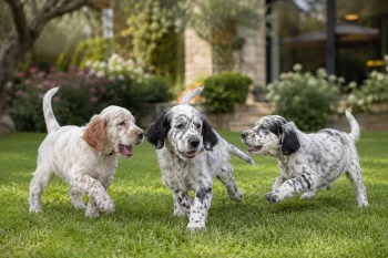 Chiot : Photo d'un Setter Anglais