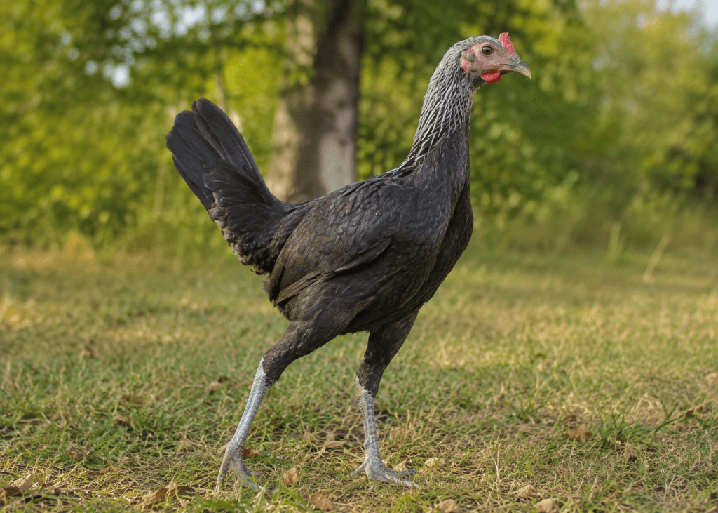 Combattant Anglais : Photo d'un poule