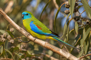 Perruche Turquoisine