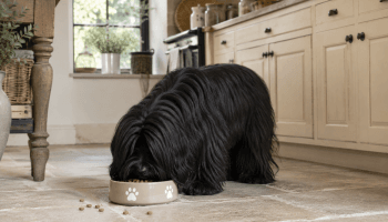Chien : Un Terrier Tibétain qui mange des croquettes