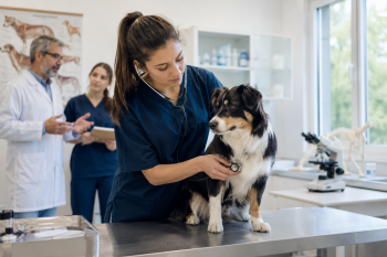 Étudiante vétérinaire auscultant un chien tricolore dans une clinique universitaire lors d'un cours pratique de médecine vétérinaire.