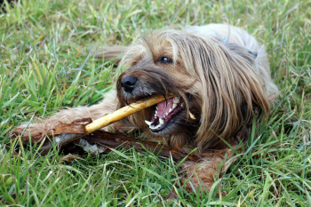 Chien mâchant un os naturel dans l'herbe pour satisfaire son besoin de mastication.