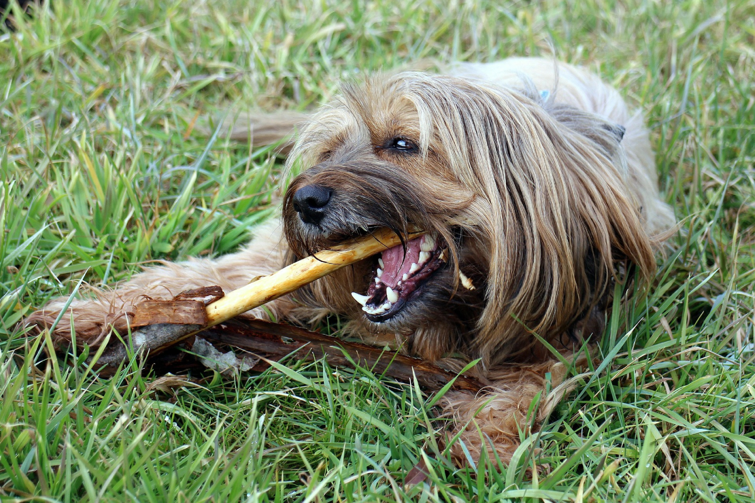 Chien mâchant un os naturel dans l'herbe pour satisfaire son besoin de mastication.