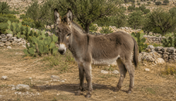 Âne Sicilien : Photo d'un ane