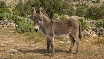 Âne Sicilien : Photo d'un ane