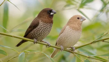 Moineau du Japon : Photo d'un oiseau