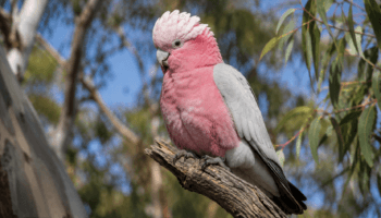 Cacatoès Rosalbin : Photo d'un oiseau
