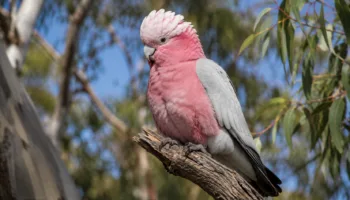 Cacatoès Rosalbin : Photo d'un oiseau