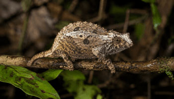 Caméléon Pygmée Barbu (Rieppeleon Brevicaudatus)
