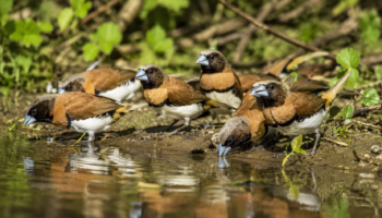 Capucin Donacole : Photo d'un oiseau