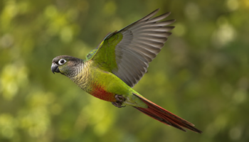 Conure à Joues Vertes