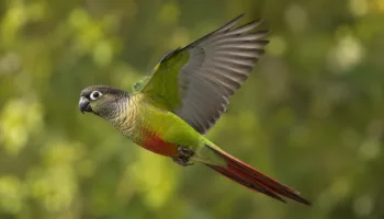 Conure à Joues Vertes