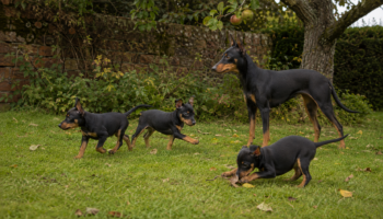 Chien : Prix d'un English Toy Terrier