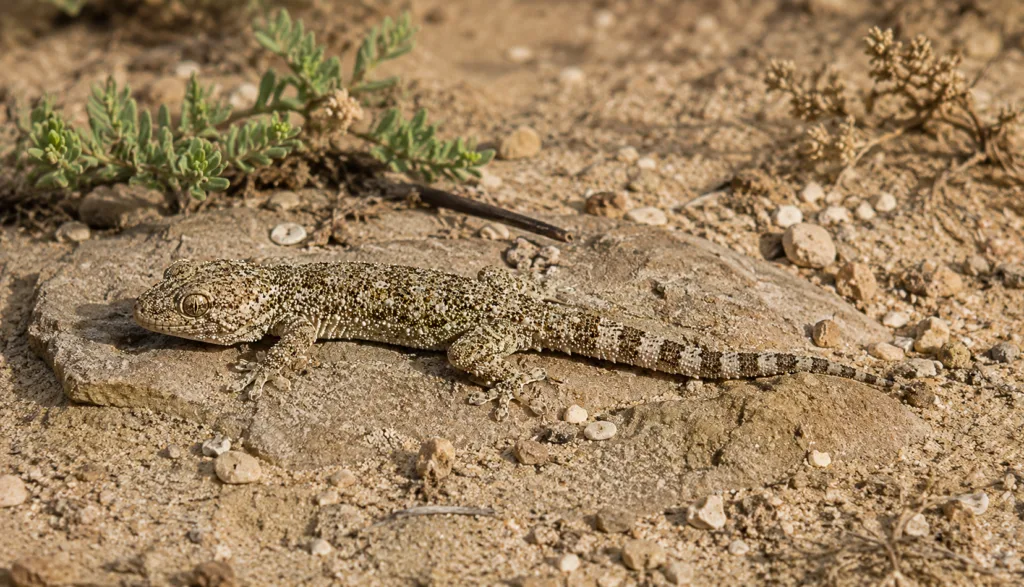 Gecko Crocodile (Tarentola Mauritanica) : Photo d'un lezard